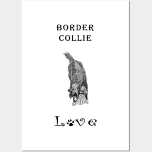 Border Collie Love - Pencil Drawing of Border Collie Posters and Art